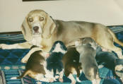 Khaki Beagle and litter of beagle puppies